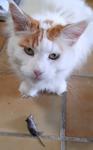 copak bude dnes dobrého k večeři ? 