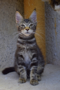 Xeňulka je ještě volná