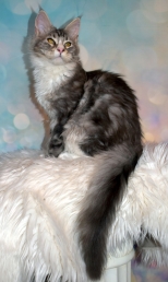 Yaris from Aurum Bohemica