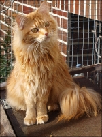 IP ULLA USAYA HAIRY MAJESTY