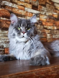 Heart el Felina Mondo