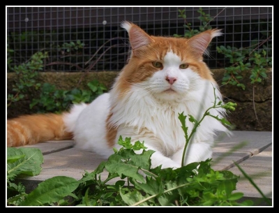 RIP, Georginku